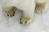 Polar Bear's Paws on Ice