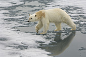 Polar Bear Walking on Ice
