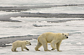 Polar Bear with Cub