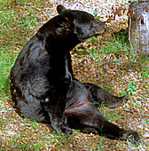 Florida Black Bear