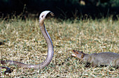 Cobra and mongoose before a fight