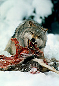 Grey wolf with a kill