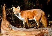 Western red fox