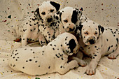 View of dalmatian puppies,Canis familiaris