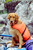 Dog wearing lifejacket