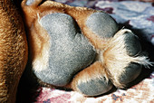 Front paw of a Basset hound mix dog