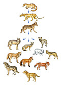 Canine Evolutionary Tree