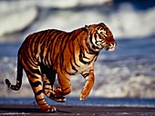 Bengal tiger (Panthera tigris) running on a beach