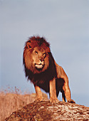 Male lion (Panthera leo) standing on a rock