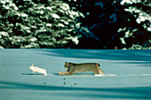 Lynx (Felis lynx) chasing hare in snow
