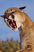 Mountain lion snarling