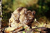 Bobcat mother and kitten