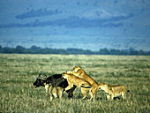 Lionesses attack African buffalo