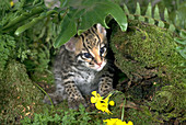 Ocelot Kitten
