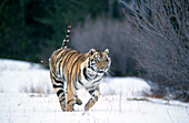 Running Siberian Tiger in winter