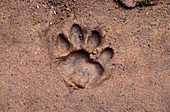 Tiger Footprint