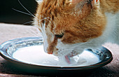 Cat drinking milk