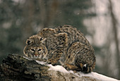 Bobcat (Felis rufus)