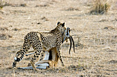 Cheetah (Acinonyx jubatus) with gazelle kill