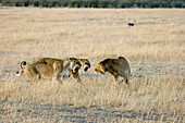 Lionesses threatening a male intruder