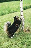 Maine Coon Cat Scratching Tree