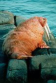 Male Pacific walrus