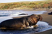 Northern elephant seal bull