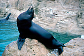 California Sea Lion