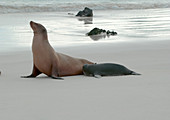 Galapagos Sea Lion nursing her pup