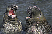 Male Northern Elephant Seals Sparring