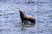 Sea Lion caught in fishing net
