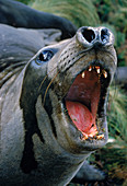Southern Elephant Seal threat display