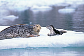 Harbor Seal mother and pup