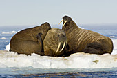 Walruses Resting on Ice Floe