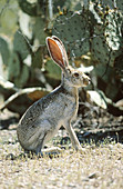 Antelope Jack Rabbit