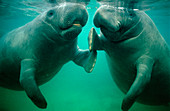 Pair of manatees (Trichechus sp.)