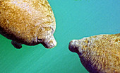 Manatee (Trichechus manatus)