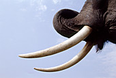 Asian elephant tusks