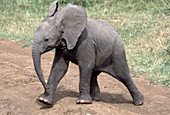 Six-month-old Elephant calf