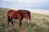 Wild horse,Sable Island,Nova Scotia