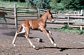 Young Morgan Horse Foal