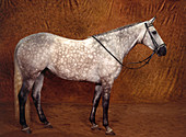 Lippizzaner Horse