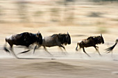 Wildebeest (Connochaetes taurinus) running