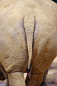 Rhinoceros tail