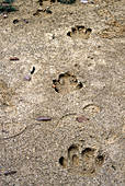 Track of Malayan Tapir