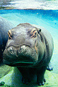 Hippopotamus underwater