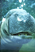 Pygmy Hippopotamus underwater
