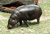 Pygmy Hippopotamus grazing