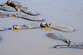 Hippopotamuses in Mara River