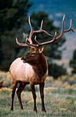 Red deer